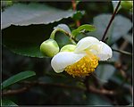 山茶花