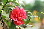 山茶花