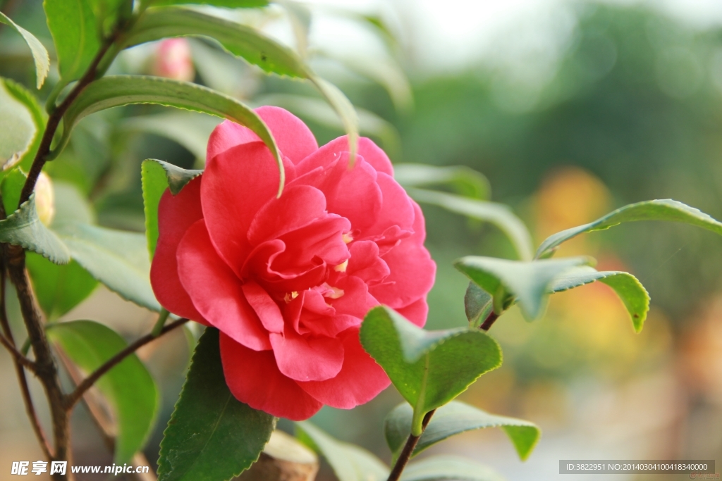 山茶花