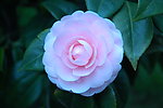 山茶花