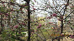 花 漂亮的花 风景