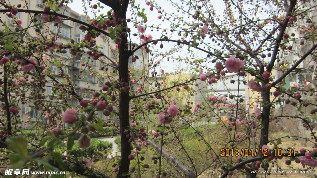 花 漂亮的花 风景