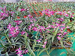 漂亮的花