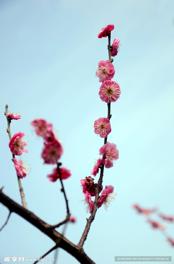 梅花 腊梅