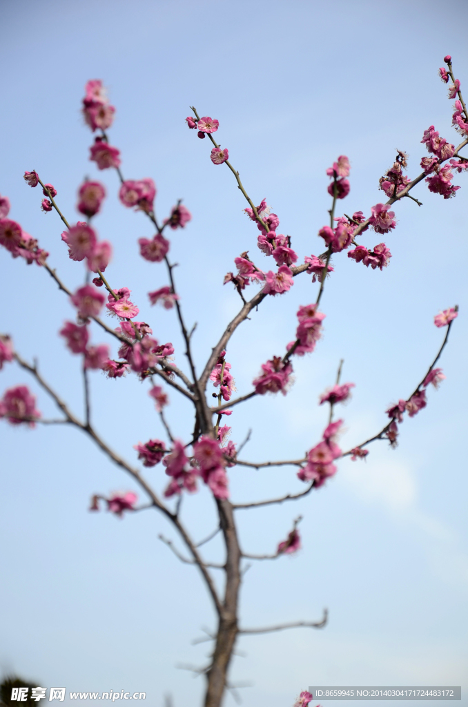 梅花 腊梅
