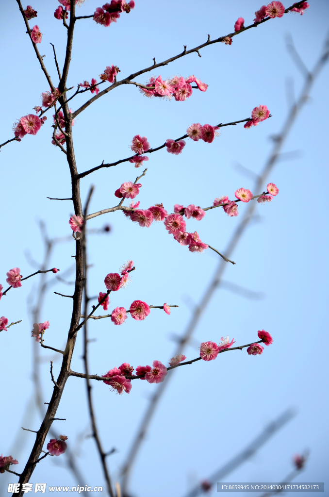 梅花 腊梅