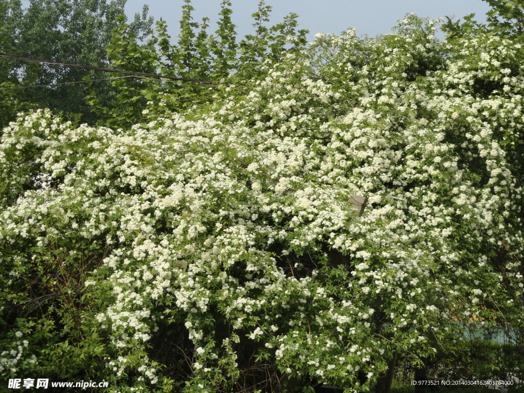 木香花图片素材-编号15248106-图行天下