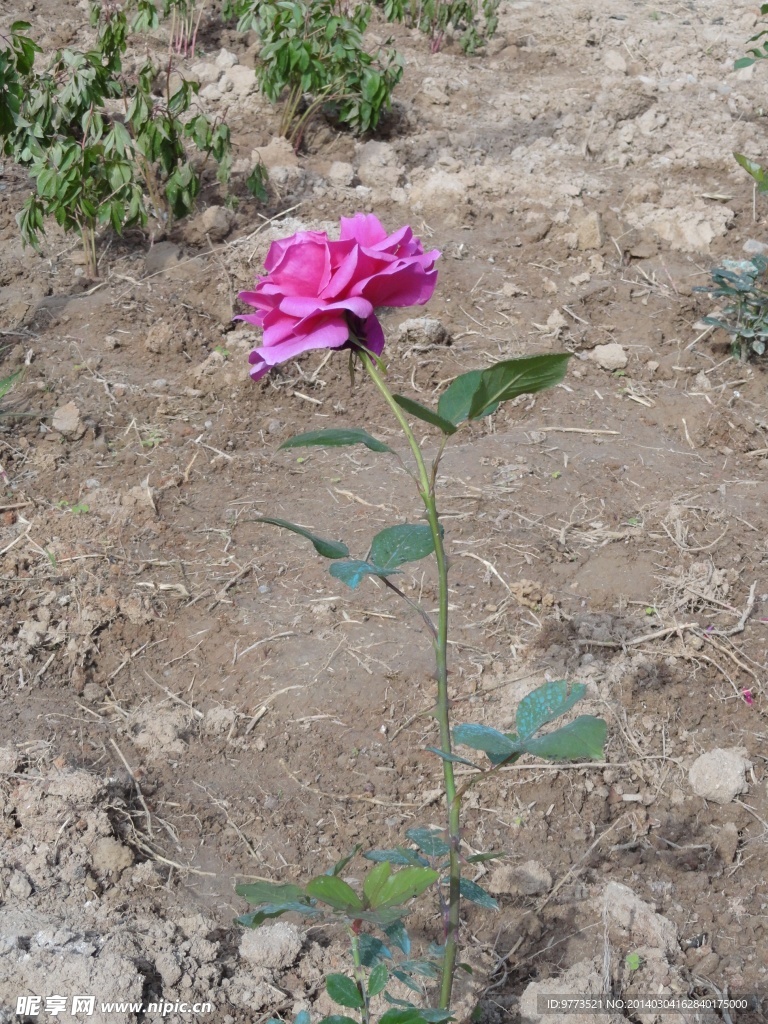月季花图片
