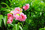 粉色花朵 绿草 鲜花