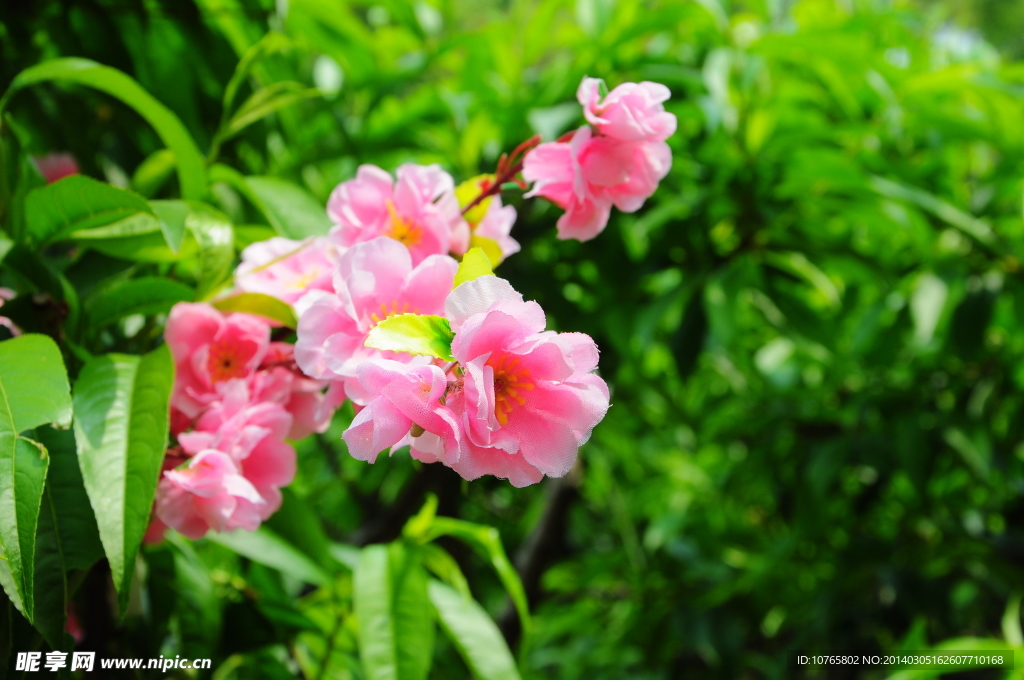 粉色花朵 绿草 鲜花