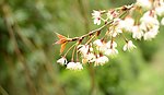 野樱花