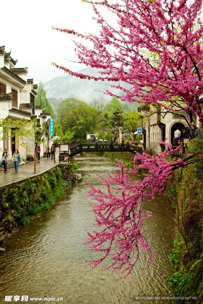 婺源春景