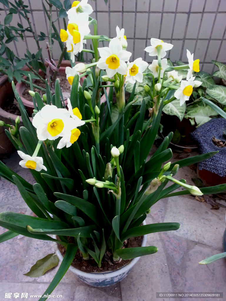 水仙花