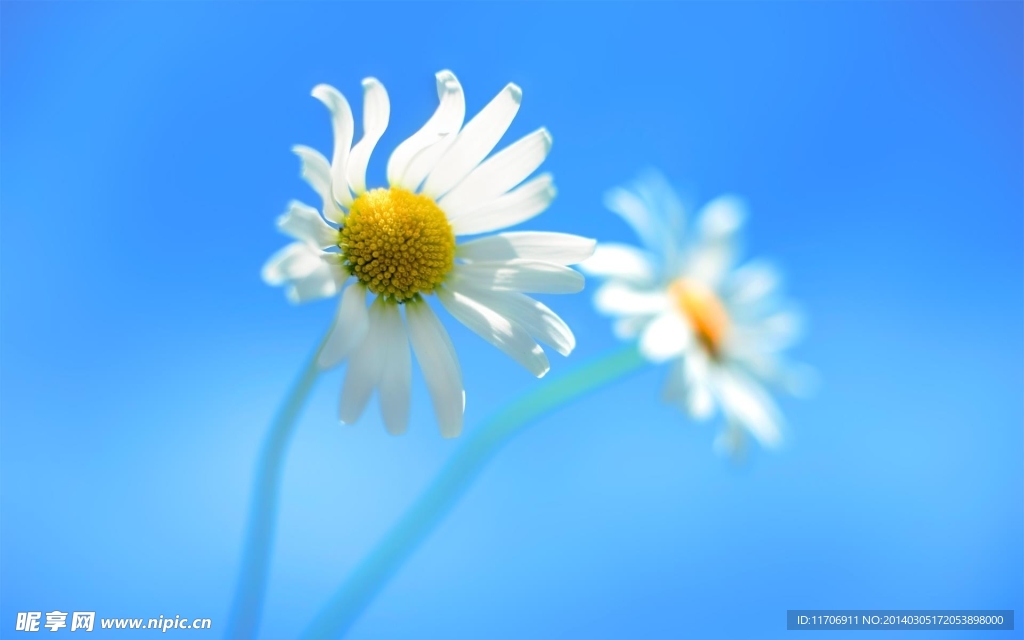花朵壁纸