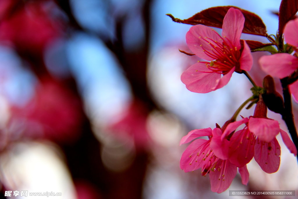 花卉