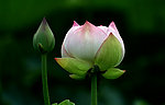 花蕾