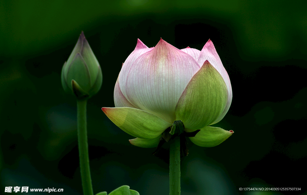 花蕾