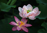 荷花双雄