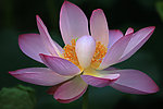 粉色莲花