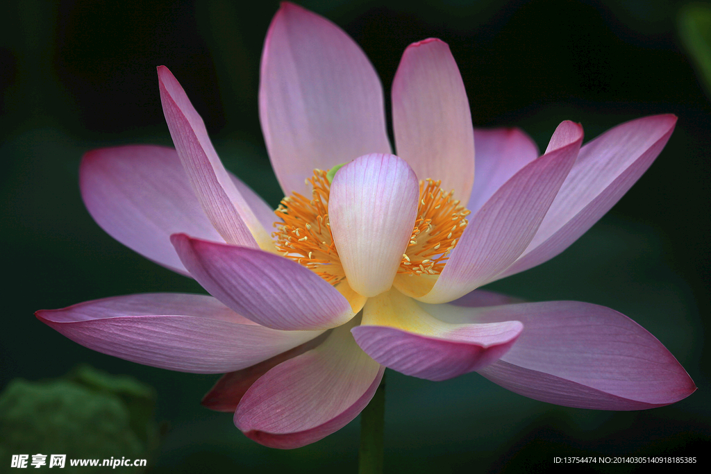 粉色莲花