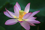 莲花