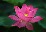 红莲花
