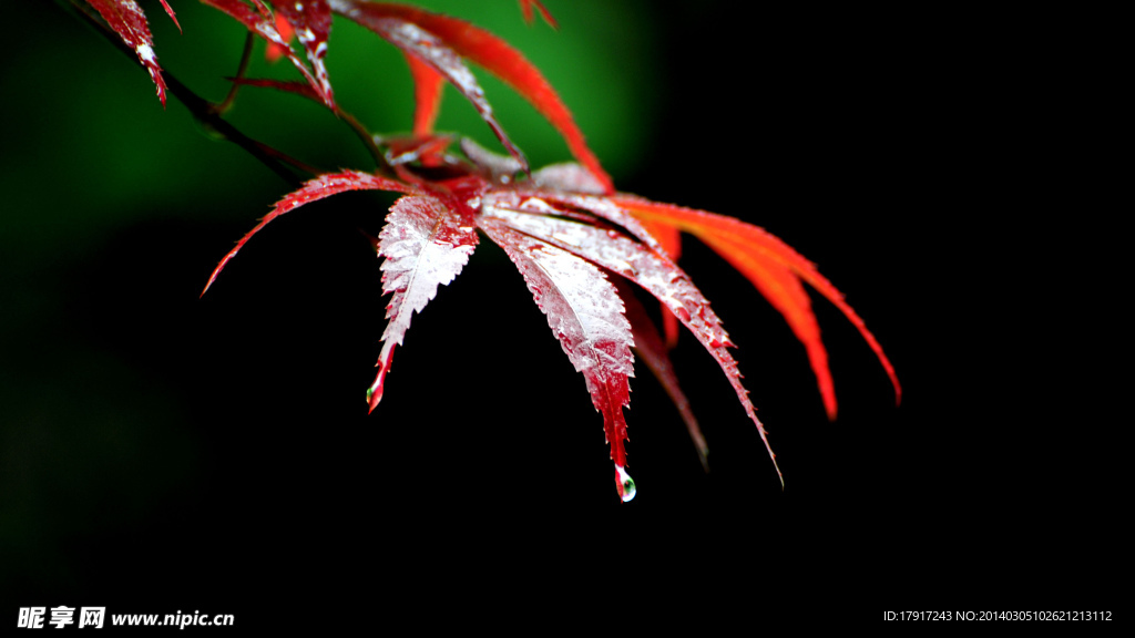 雨后的枫叶