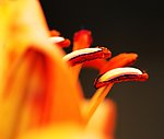 花蕊