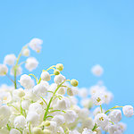 白色铃兰花簇