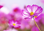 波斯菊 格桑花