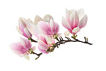 鲜花