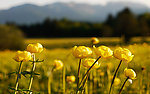 远山野花