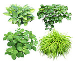 绿化植物