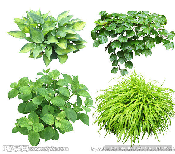 绿化植物