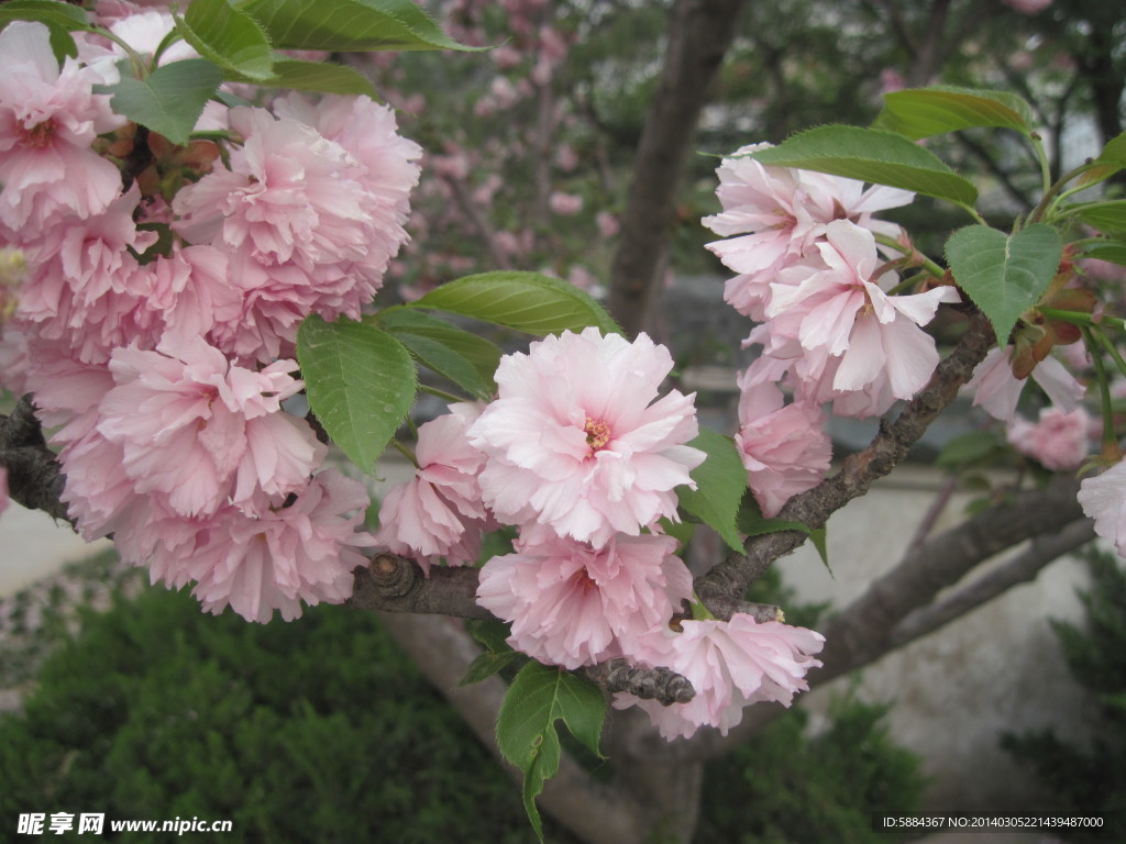 樱花