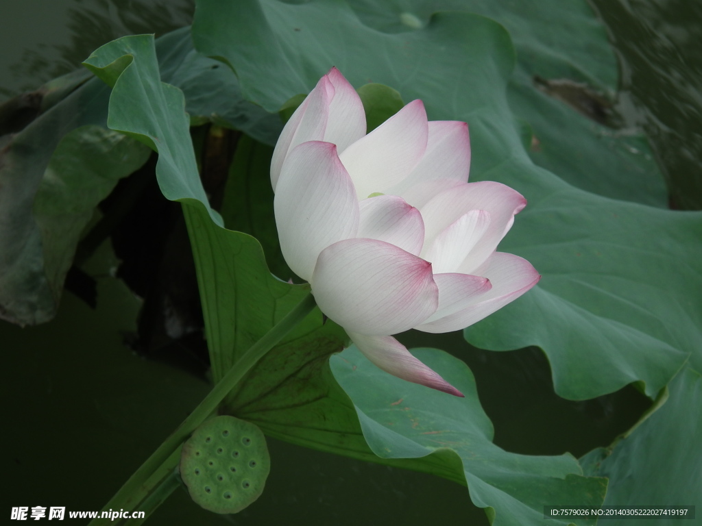 荷花