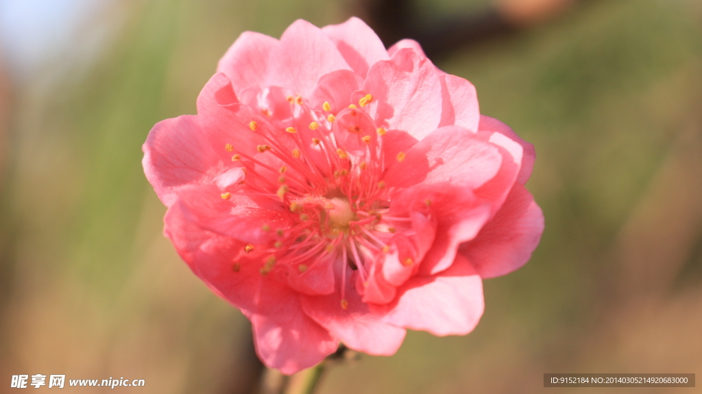 桃花