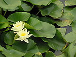 睡莲