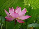 莲花