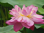 莲花