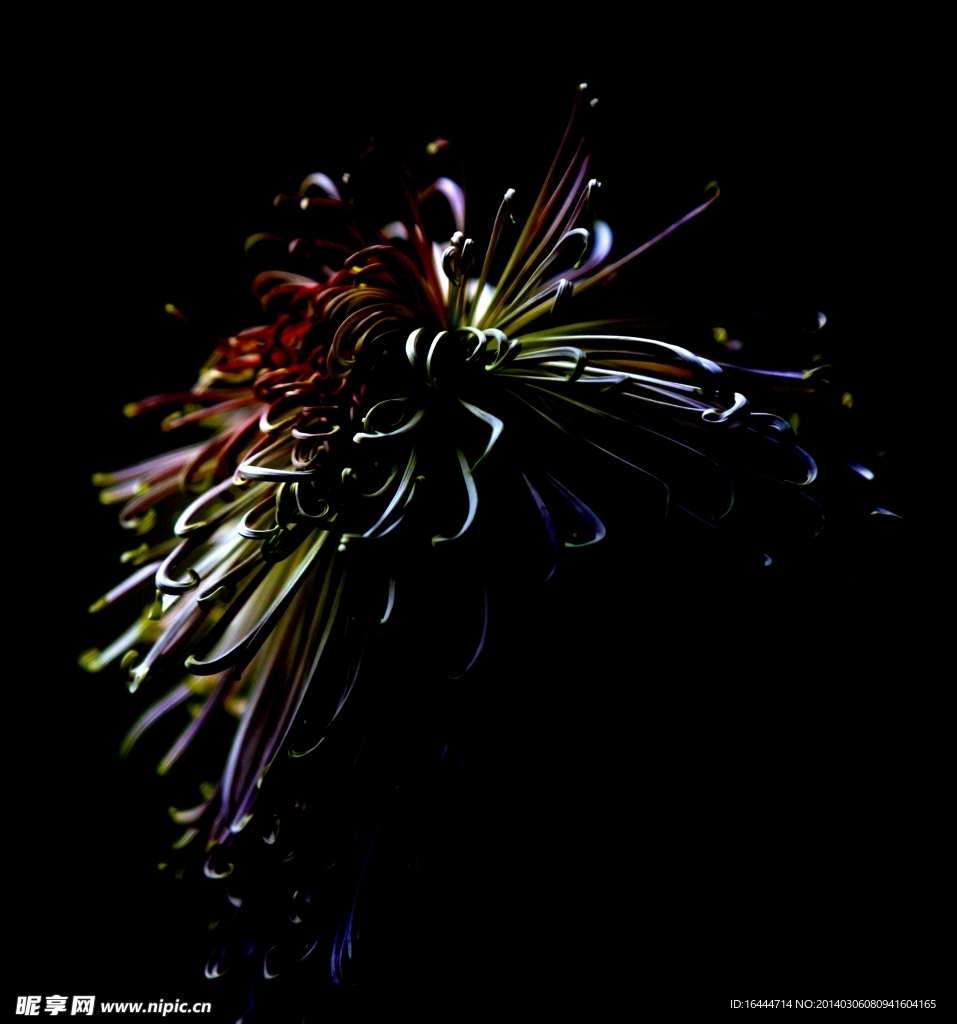 菊花