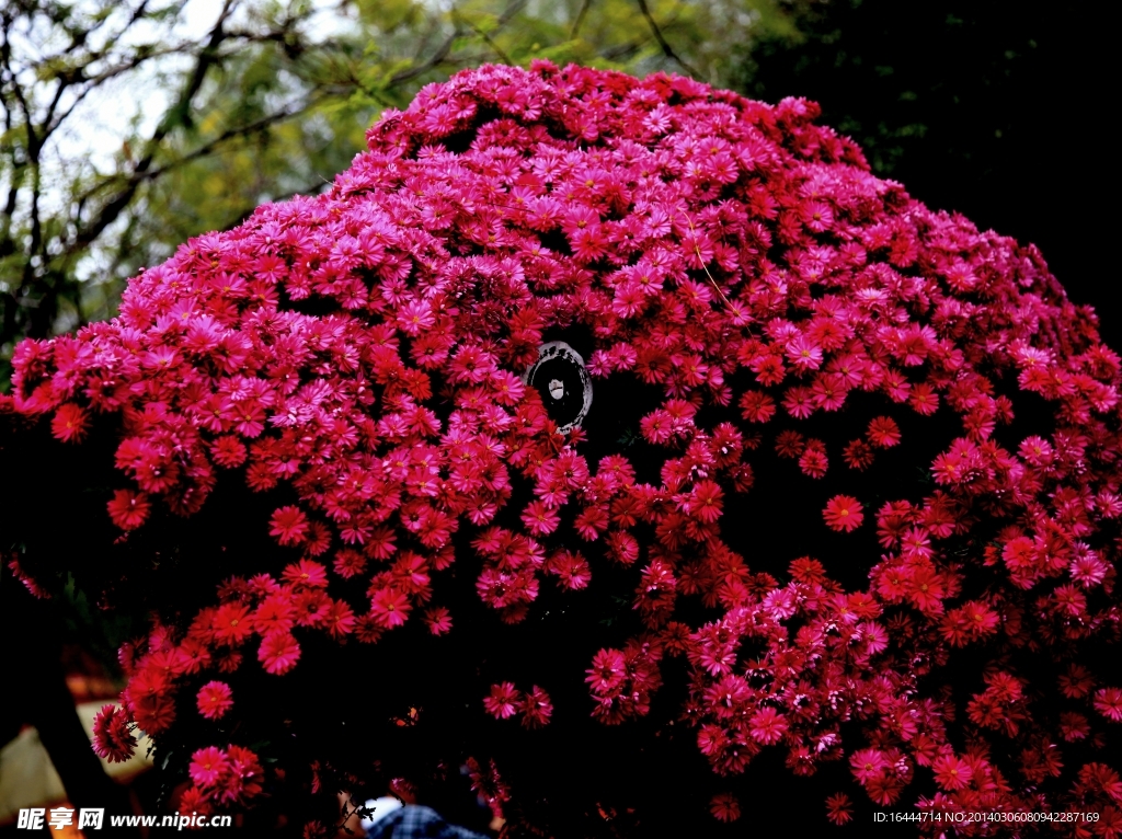 菊花