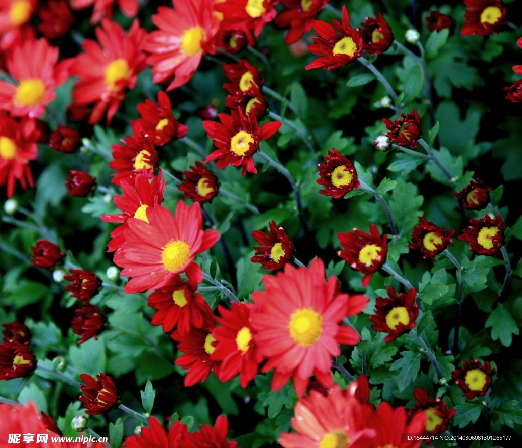 菊花