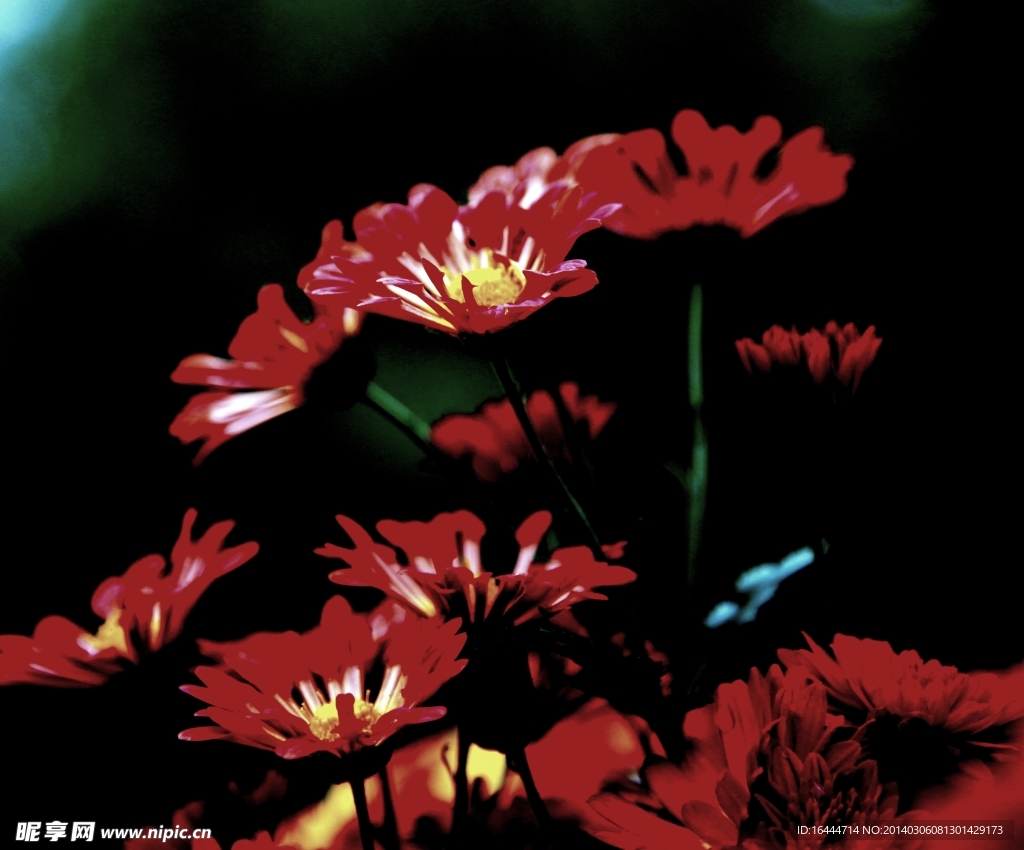 菊花