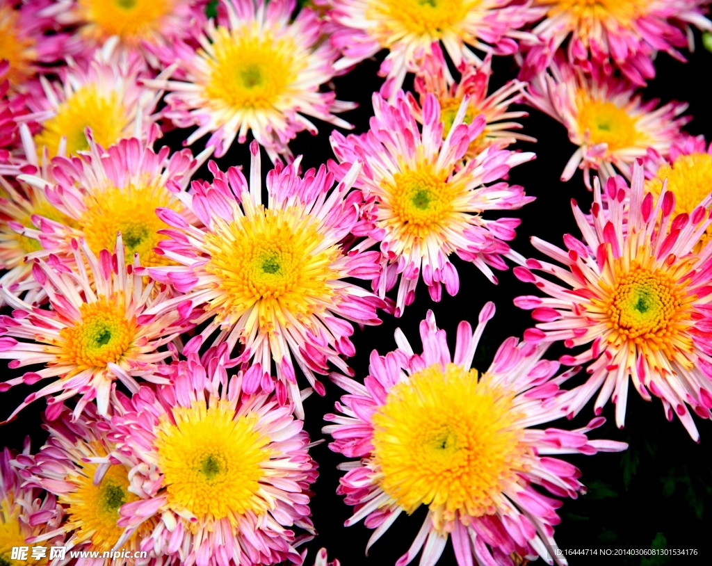 菊花