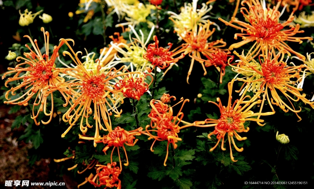 菊花