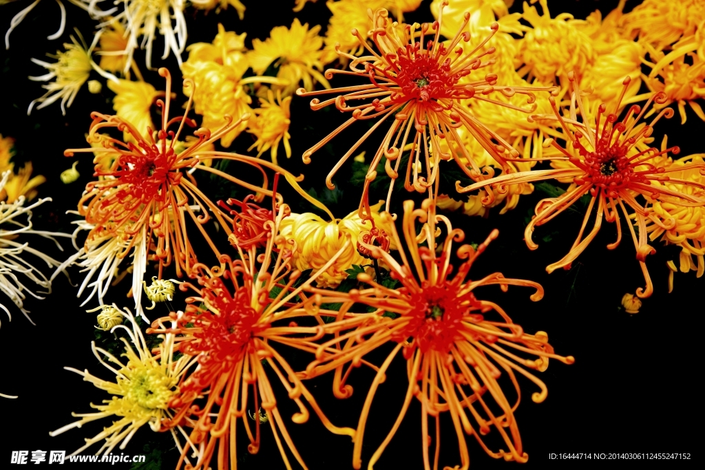 菊花