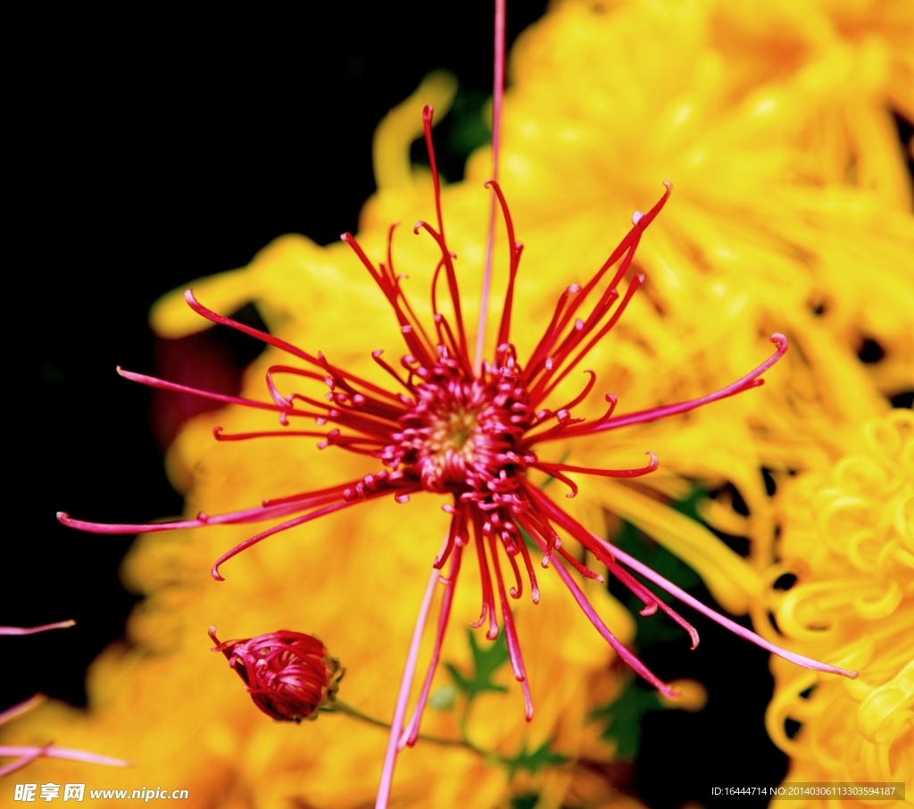菊花
