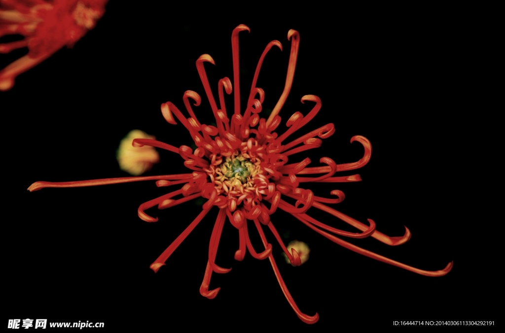 菊花