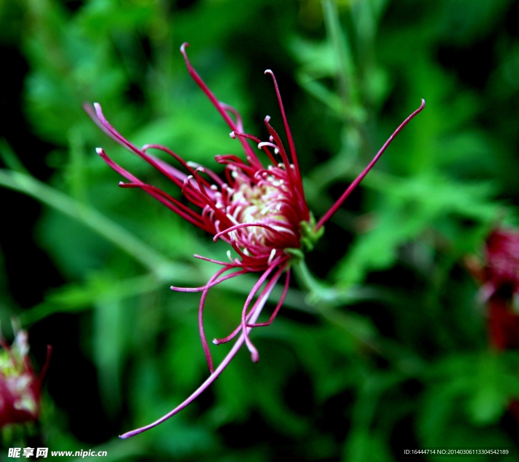 菊花